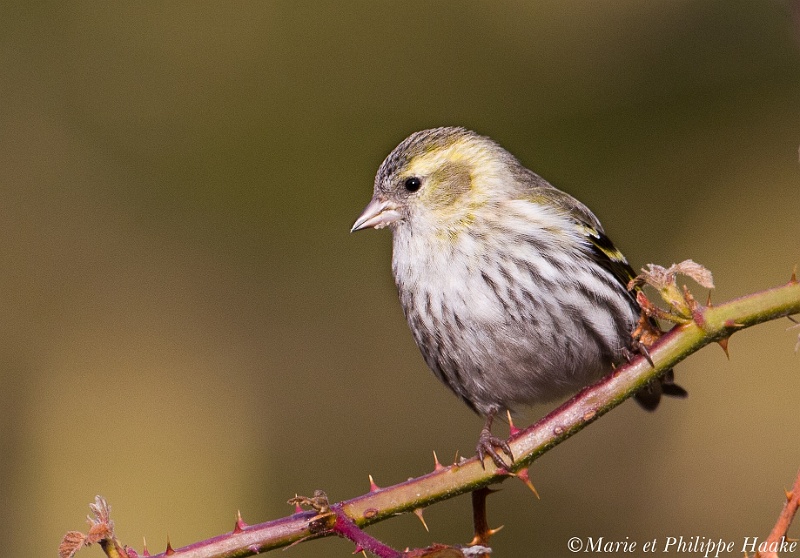 Tarin 8697_wm.jpg - Tarin des aulnes - Eurasian Siskin - Carduelis spinus(Ermitage, Genève, Suisse, février 2011)
